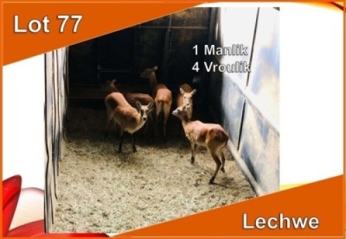 5x LECHWE M:1 V/F:4 (Per stuk om lot te neem)