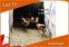 5x LECHWE M:1 V/F:4 (Per stuk om lot te neem)