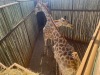 1 X KAMEELPERD - GIRAFFE M:1 SABLE RANCH (Betaal per dier/Pay per animal) - 4
