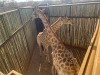 1 X KAMEELPERD - GIRAFFE M:1 SABLE RANCH (Betaal per dier/Pay per animal) - 5