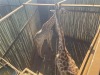 1 X KAMEELPERD - GIRAFFE M:1 SABLE RANCH (Betaal per dier/Pay per animal) - 7