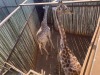 1 X KAMEELPERD - GIRAFFE M:1 SABLE RANCH (Betaal per dier/Pay per animal) - 8