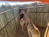 1 X KAMEELPERD - GIRAFFE M:1 SABLE RANCH (Betaal per dier/Pay per animal) - 9