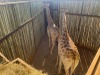 1 X KAMEELPERD - GIRAFFE M:1 SABLE RANCH (Betaal per dier/Pay per animal) - 12