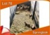 14x SPRINGBOK/SPRINGBUCK V/F:14 (Per stuk om lot te neem)