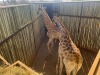 1 X KAMEELPERD - GIRAFFE M:1 SABLE RANCH (Betaal per dier/Pay per animal) - 14