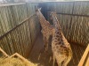 1 X KAMEELPERD - GIRAFFE M:1 SABLE RANCH (Betaal per dier/Pay per animal) - 15