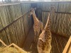 1 X KAMEELPERD - GIRAFFE M:1 SABLE RANCH (Betaal per dier/Pay per animal) - 17