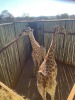 1 X KAMEELPERD - GIRAFFE M:1 SABLE RANCH (Betaal per dier/Pay per animal) - 18