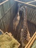1 X KAMEELPERD - GIRAFFE M:1 SABLE RANCH (Betaal per dier/Pay per animal) - 19