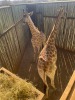 1 X KAMEELPERD - GIRAFFE M:1 SABLE RANCH (Betaal per dier/Pay per animal) - 20