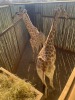 1 X KAMEELPERD - GIRAFFE M:1 SABLE RANCH (Betaal per dier/Pay per animal) - 21