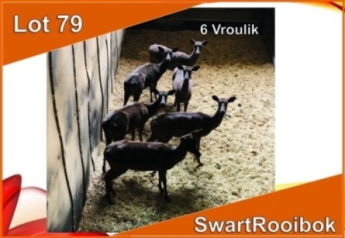 6x SWART ROOIBOK/BLACK IMPALA V/F:6 (Per stuk om lot te neem)