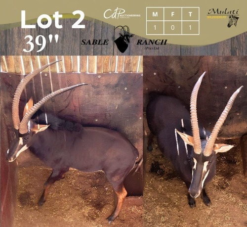 1 X SWARTWITPENS - SABLE M:1 SABLE RANCH