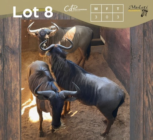 3 X BLOUWILDEBEES - BLUE WILDEBEEST M:3 MULATI (Betaal per dier/Pay per animal)