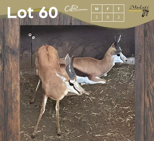 2 X SPRINGBOK - SPRINGBUCK M:2 MULATI (Betaal per dier/Pay per animal)