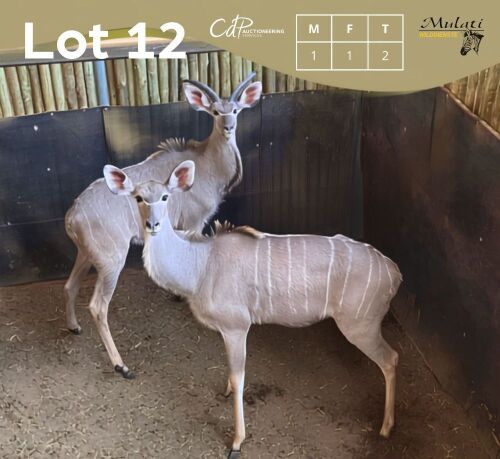 2 X KOEDOE - KUDU M:1 V/F:1 MULATI (Betaal per dier/Pay per animal)