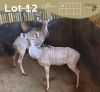 2 X KOEDOE - KUDU M:1 V/F:1 MULATI (Betaal per dier/Pay per animal)