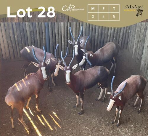 5 X BLESBOK - BLESBUCK V/F:5 MULATI (Betaal per dier/Pay per animal)