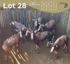 5 X BLESBOK - BLESBUCK V/F:5 MULATI (Betaal per dier/Pay per animal)