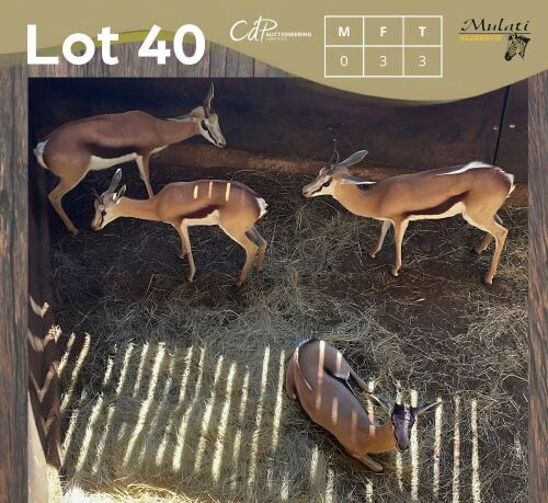 3 X SPRINGBOK - SPRINGBUCK V/F:3 MULATI (Betaal per dier/Pay per animal)