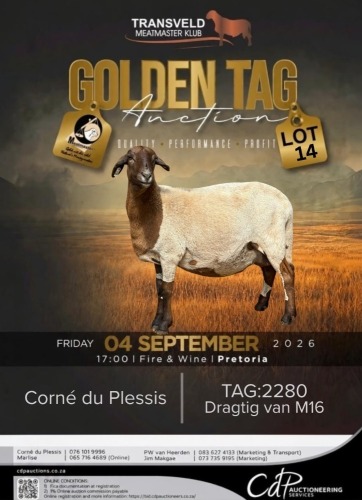 1+2 X MEATMASTER EWE CORN&Eacute; DU PLESSIS