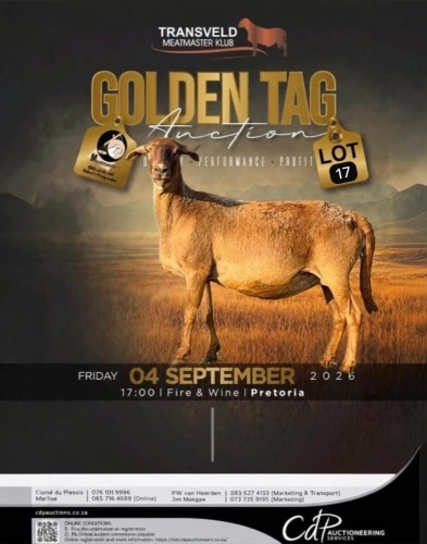 1 X MEATMASTER RECORDED EWE KAMEELFONTEIN MEATMASTERS