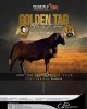 LOT 34 1 X MEATMASTER RECORDED GRADED RAM KAMEELFONTEIN MEATMASTERS - 2