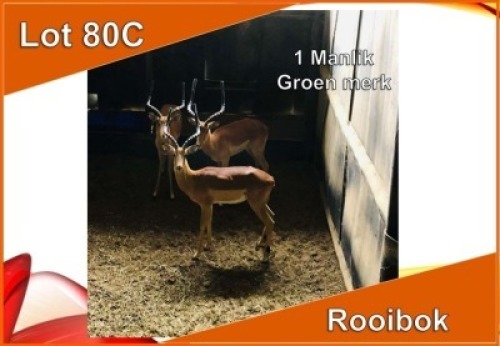 1x ROOIBOK/IMPALA M:1 Groen Merk (Per stuk om lot te neem)