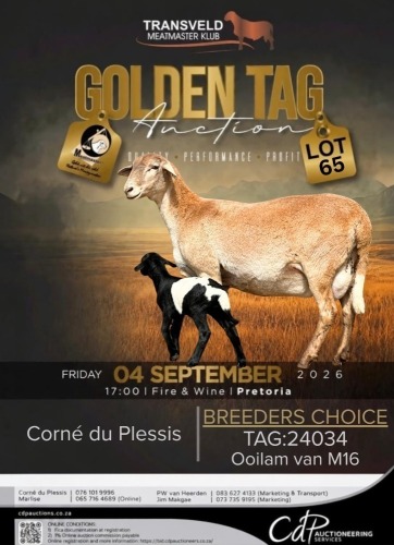 1+1 X MEATMASTER EWE CORN&Eacute; DU PLESSIS