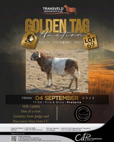 1 X MEATMASTER RECORDED EWE DINOKENG MEATMASTERS