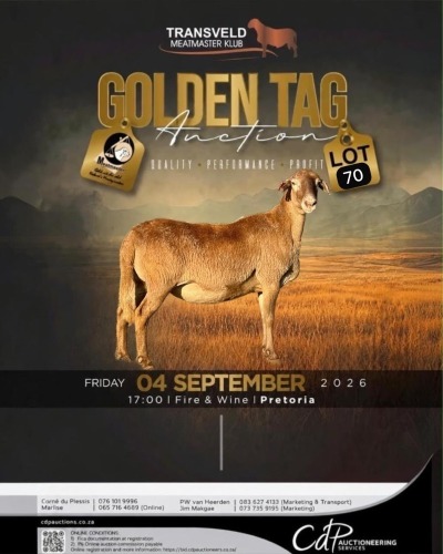 1 X MEATMASTER RECORDED EWE KAMEELFONTEIN MEATMASTERS