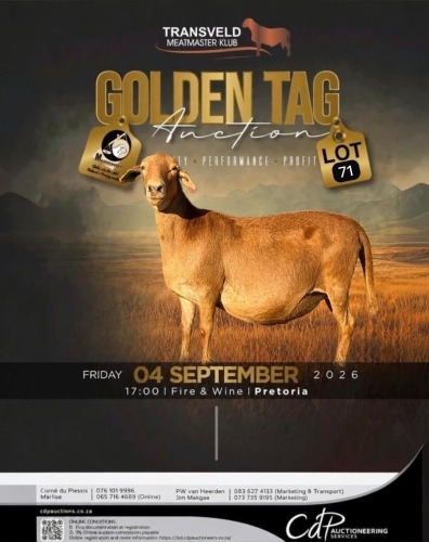 1 X MEATMASTER RECORDED EWE KAMEELFONTEIN MEATMASTERS