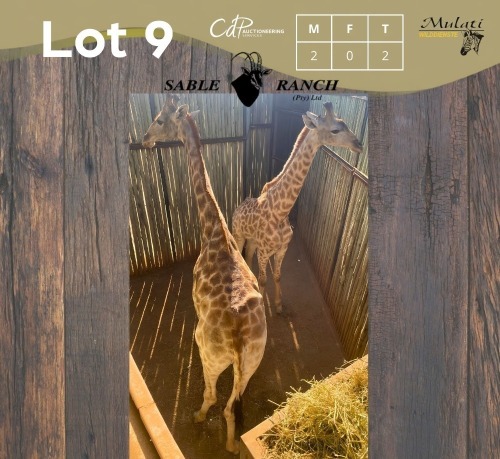 1 X KAMEELPERD - GIRAFFE M:1 SABLE RANCH (Betaal per dier/Pay per animal)