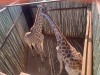 1 X KAMEELPERD - GIRAFFE M:1 SABLE RANCH (Betaal per dier/Pay per animal) - 3