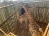 1 X KAMEELPERD - GIRAFFE M:1 SABLE RANCH (Betaal per dier/Pay per animal) - 6