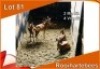6x ROOIHARTEBEES/RED HEARTBEEST M:2 V/F:4 (Per stuk om lot te neem)