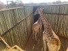1 X KAMEELPERD - GIRAFFE M:1 SABLE RANCH (Betaal per dier/Pay per animal) - 10