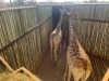 1 X KAMEELPERD - GIRAFFE M:1 SABLE RANCH (Betaal per dier/Pay per animal) - 11