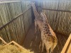 1 X KAMEELPERD - GIRAFFE M:1 SABLE RANCH (Betaal per dier/Pay per animal) - 13
