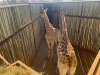1 X KAMEELPERD - GIRAFFE M:1 SABLE RANCH (Betaal per dier/Pay per animal) - 16
