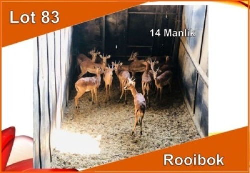 14x ROOIBOK/IMPALA M: 14 (Per stuk om lot te neem)