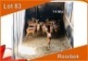 14x ROOIBOK/IMPALA M: 14 (Per stuk om lot te neem)