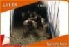 9x SPRINGBOK/SPRINGBUCK M: 9 (Per stuk om lot te neem)
