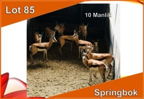 10x SPRINGBOK/SPRINGBUCK M:10 (Per stuk om lot te neem)