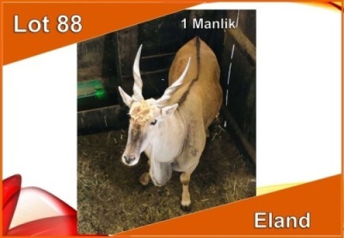 1x ELAND M:1