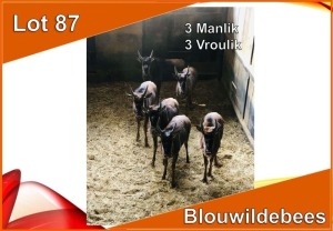 6x BLOUWILDEBEES/ BLUE WILDEBEEST M:3 V/F:3 (Per stuk om lot te neem)