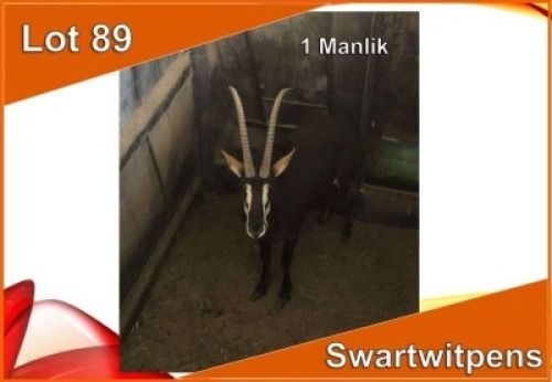 1x SWARTWITPENS/SABLE M:1