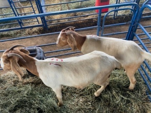 LOT 13 2X OOI/EWE BOERBOK Rhenosterhoek, Kobus van der Walt - 082926 0929 (Per stuk om lot te neem/Per Piece to take the lot)