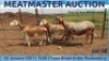 LOT 58 4X MEATMASTER OOI/EWE DAY TO DAY MEATMASTERS - 2
